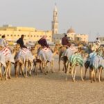 1 90 minutes guided cultural camel riding in dubai 90 Minutes Guided Cultural Camel Riding in Dubai