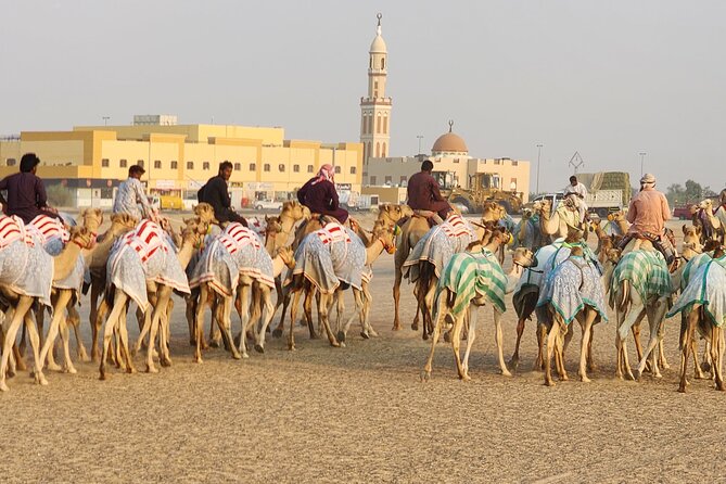 90 Minutes Guided Cultural Camel Riding in Dubai
