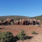 1 addo elephant national park full day safari 2 Addo Elephant National Park Full Day Safari