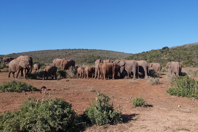 Addo Elephant National Park Full Day Safari