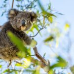 1 adelaide 3 day kangaroo island adventure tour with camping Adelaide: 3-Day Kangaroo Island Adventure Tour With Camping