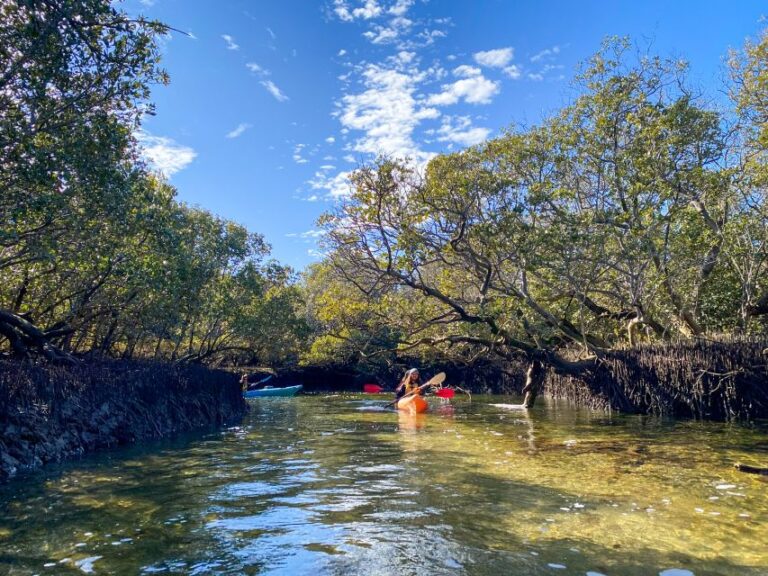 Adelaide: Dolphin Sanctuary 1 or 2-Person Kayak Rental