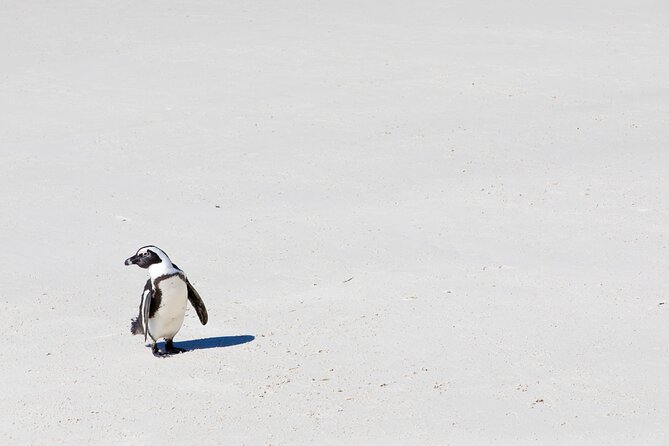 African Penguins (Boulders Beach) Half Day Tour From Cape Town