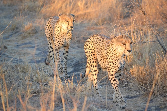 African Safari in Pilanesberg National Park – 1 Day Adventure