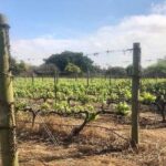 1 african story wine tours in the cape winelands African Story Wine Tours in the Cape Winelands