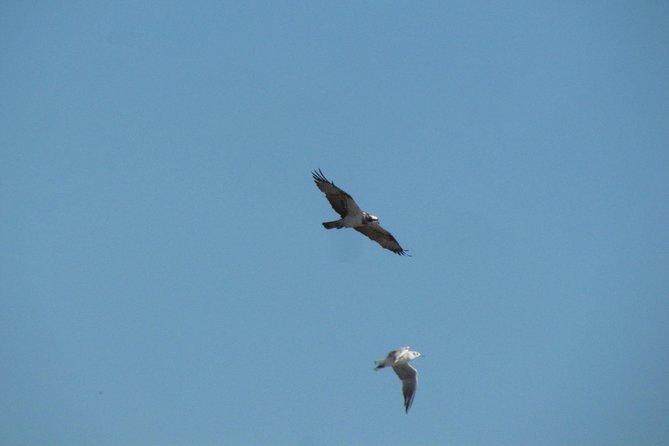 Afternoon Birdwatching at Lagoa Dos Salgados