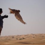 1 afternoon dubai falconry safari Afternoon Dubai Falconry Safari