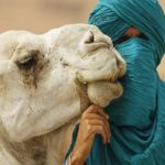 1 agafay desert sunset camel ride half day tour from marrakech Agafay Desert Sunset Camel Ride Half Day Tour From Marrakech
