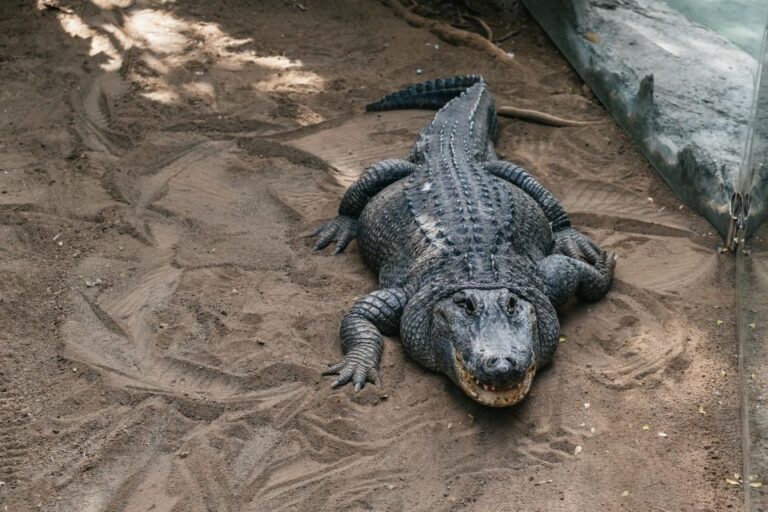 Agüimes: Cocodrilo Park Zoo Entry Ticket