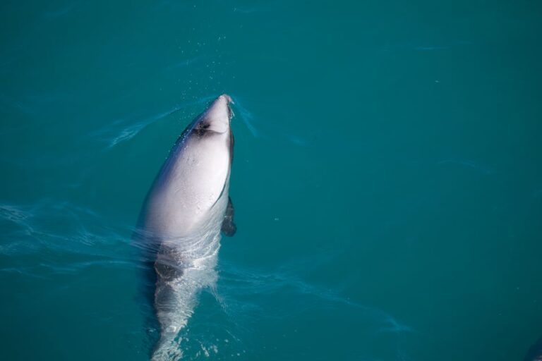 Akaroa: 4WD Safari and Guided Sea-Kayaking Experience