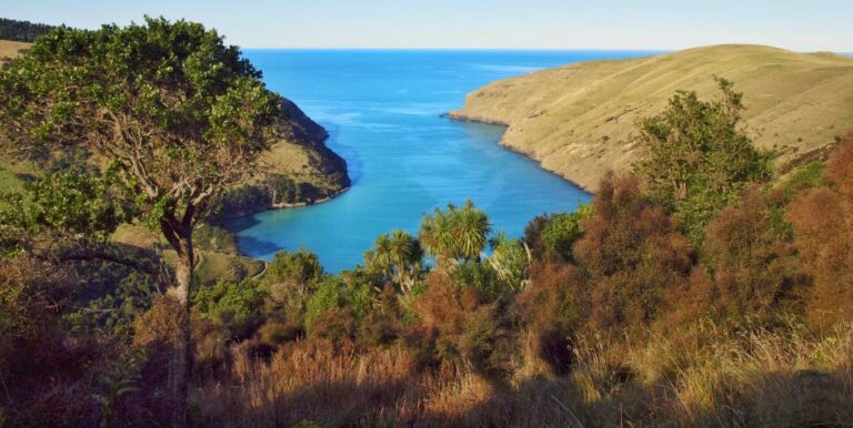 Akaroa: Pohatu Penguins Scenic Nature 2-Hour or 4-Hour Tour