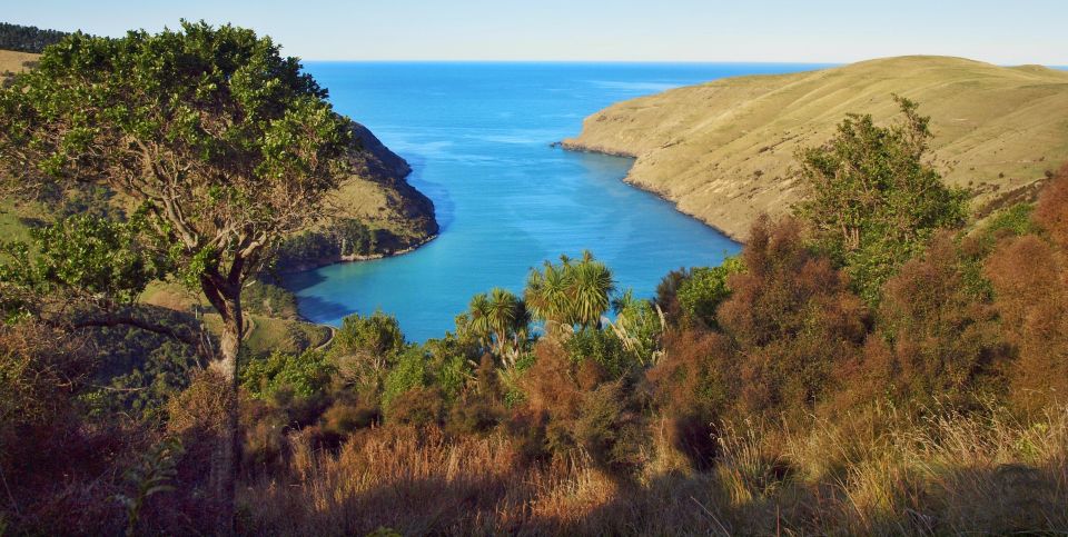 1 akaroa pohatu penguins scenic nature 2 hour or 4 hour tour Akaroa: Pohatu Penguins Scenic Nature 2-Hour or 4-Hour Tour