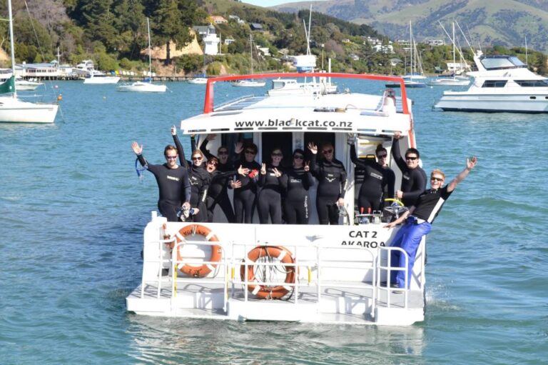 Akaroa: Swimming With Wild Dolphins 3-Hour Experience