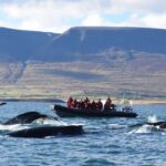 1 akureyri 2 hour whale watching express by rib speedboat Akureyri: 2–Hour Whale Watching Express by RIB Speedboat