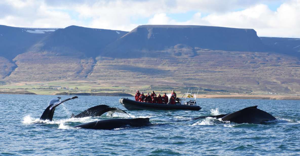 1 akureyri 2 hour whale watching express by rib speedboat Akureyri: 2–Hour Whale Watching Express by RIB Speedboat