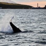1 akureyri whale watching in the midnight sun Akureyri: Whale Watching in the Midnight Sun