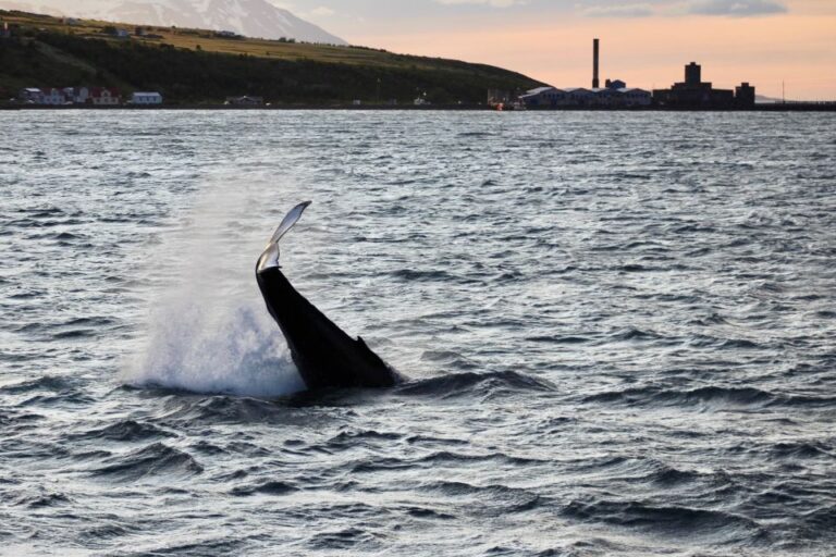 Akureyri: Whale Watching in the Midnight Sun