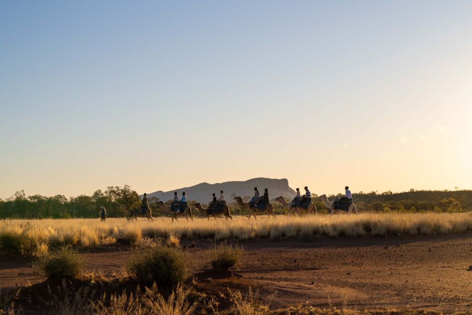 1 alice springs guided outback camel ride Alice Springs: Guided Outback Camel Ride