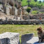 1 all inclusive private ephesus day trip from istanbul by plane All Inclusive Private Ephesus Day Trip From Istanbul by Plane