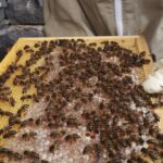 1 amazing experience with bees in madeira island Amazing Experience With Bees in Madeira Island