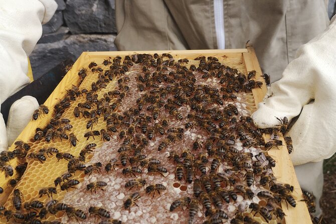 Amazing Experience With Bees in Madeira Island