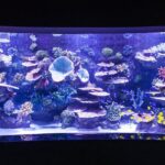 1 antalya tunnel aquarium with face2face transfers include Antalya Tunnel Aquarium With Face2face Transfers Include