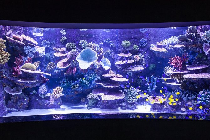 1 antalya tunnel aquarium with face2face transfers include Antalya Tunnel Aquarium With Face2face Transfers Include