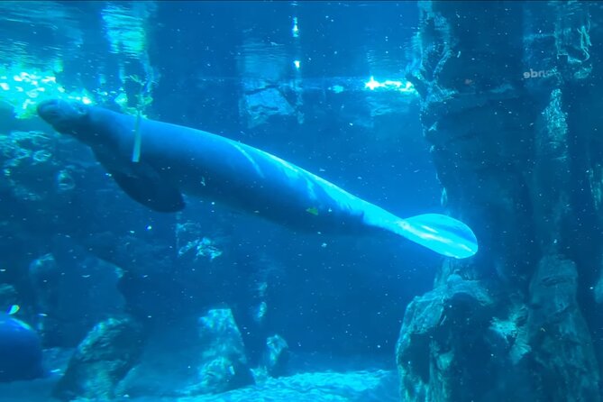 Aquarium of Genoa Reserved Entrance