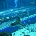 1 aquarium tour rio de janeiro Aquarium Tour - Rio De Janeiro
