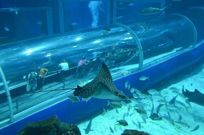 Aquarium Tour – Rio De Janeiro