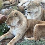 1 aquila game reserve safari with park fees transport lunch Aquila Game Reserve Safari With Park Fees, Transport & Lunch