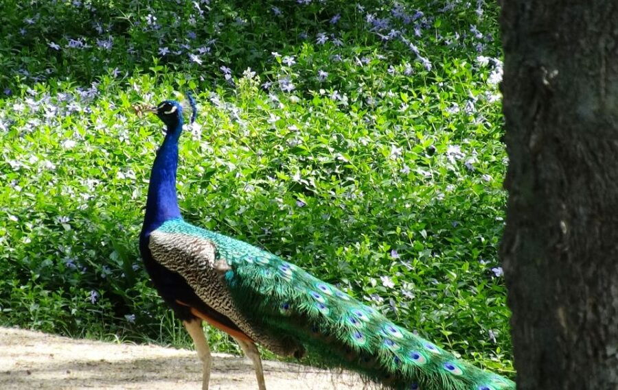 Aranjuez: Garden of The Prince Entry Ticket and Guided Tour