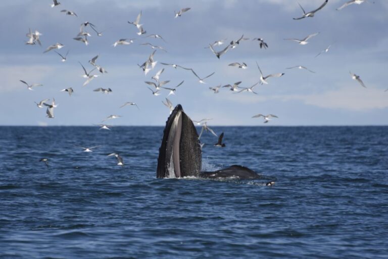 ATV & Whale Watching