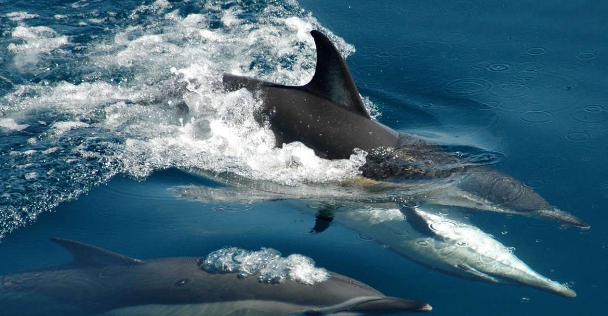 1 auckland tikapa moana whale and dolphin wildlife cruise Auckland: Tikapa Moana Whale and Dolphin Wildlife Cruise
