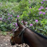 1 aumont en halatte horseback riding in the forest near paris Aumont-En-Halatte: Horseback Riding in the Forest Near Paris