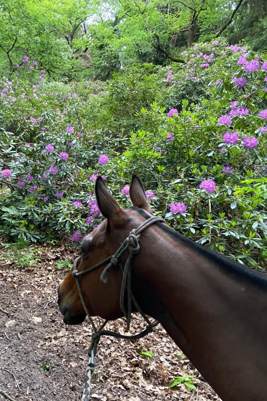 Aumont-En-Halatte: Horseback Riding in the Forest Near Paris