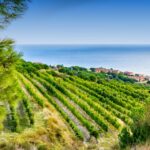 1 barcelona wine tasting private tour with wine expert Barcelona Wine Tasting Private Tour With Wine Expert