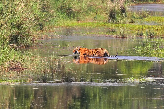 Bardia National Park Jungle Safari Tour Package – 3 Nights 4 Days