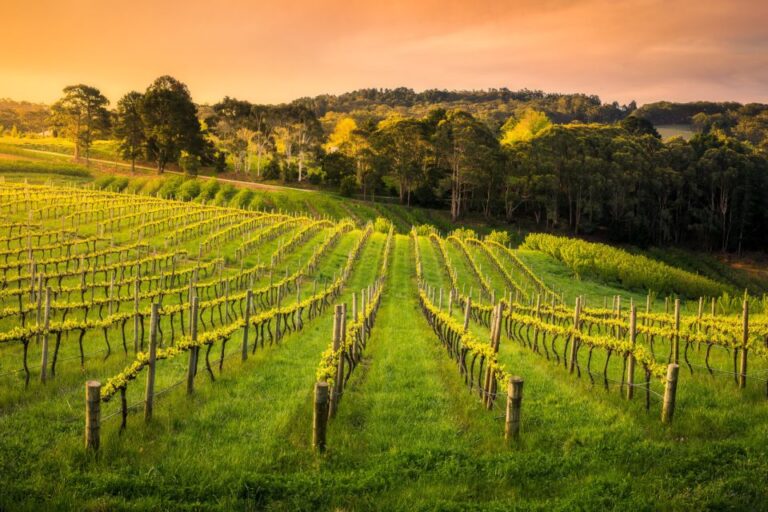 Barossa: Small Group Guided Wine Tour