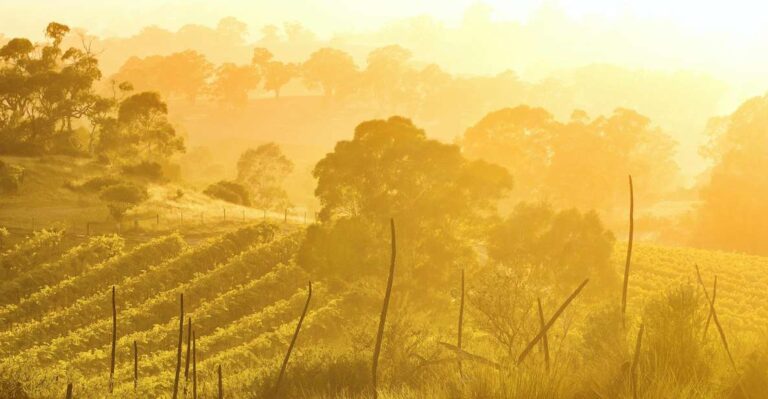 Barossa Valley: Two Hands Flagship Vineyard Experience