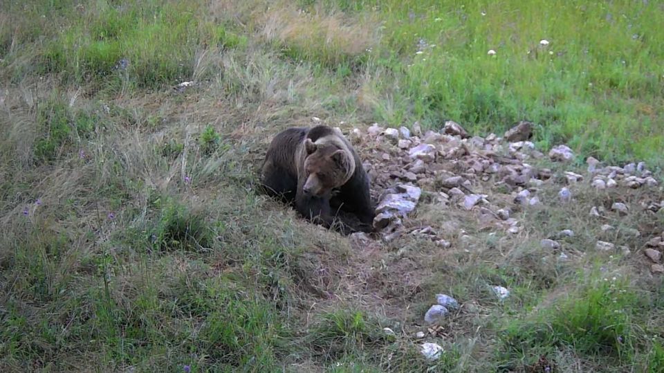 1 bear watching slovenia 2 Bear Watching Slovenia