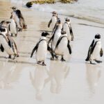1 best of the cape peninsula private tour Best of the Cape Peninsula Private Tour