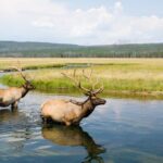 1 best of yellowstone full day natl park tour from gardiner Best Of Yellowstone Full Day Natl Park Tour From Gardiner