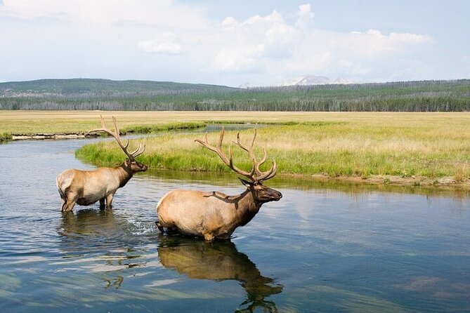 1 best of yellowstone full day natl park tour from gardiner Best Of Yellowstone Full Day Natl Park Tour From Gardiner