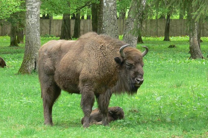 1 bialowieza national park small group tour from warsaw with lunch included Bialowieza National Park Small Group Tour From Warsaw With Lunch Included