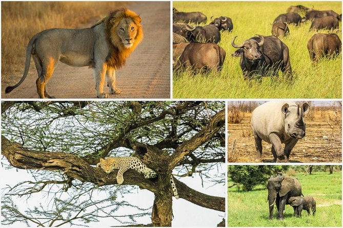 Big 5 Safari Experience at Pilanesberg National Park