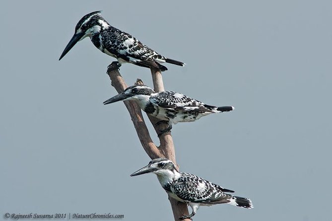 Birding & Bird Photography Tour in Bangalore