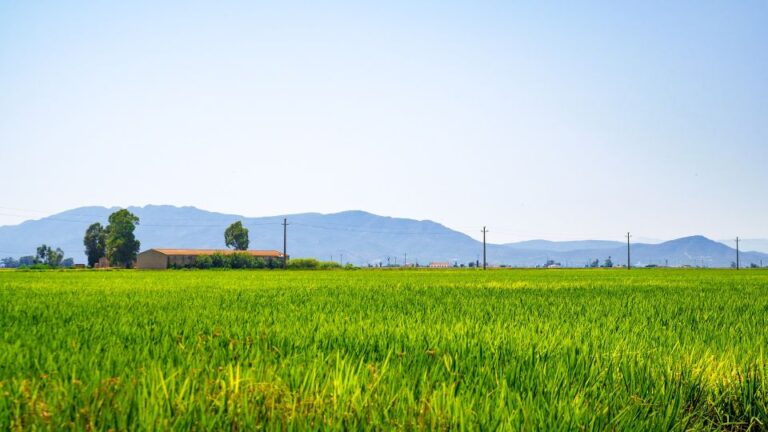 Birdwatching in the Ebro Delta