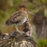 1 birdwatching nature photography in sumapaz national park Birdwatching, Nature & Photography in Sumapaz National Park