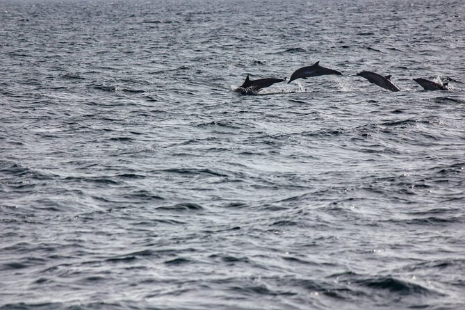 Boat Trip to See Marine Life in Puerto Escondido